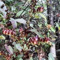Strobilanthes sexennis var. hirtsutissima (Nees) C.B.Clarke
